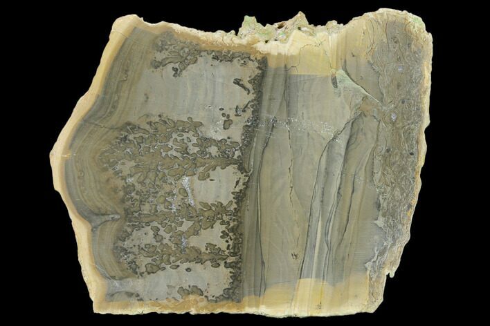 Triassic Aged Stromatolite Fossil - England #130936